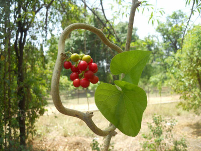 VibeX Giloy Stem For Plantation Seed(20 per packet)