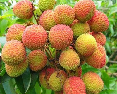 LeafLinkPlants Litchi Plant(Hybrid, Pack of 1)