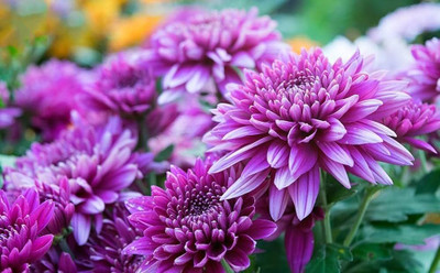 DEYS AGRO ™ hybrid mix chrysanthemum flower seeds exotic Seed(20 per packet)