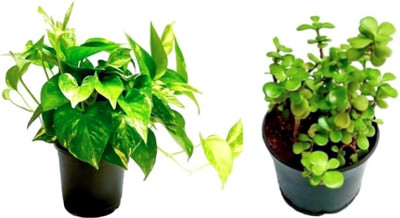 Cloud Farm Money Plant(Hybrid, Pack of 1)