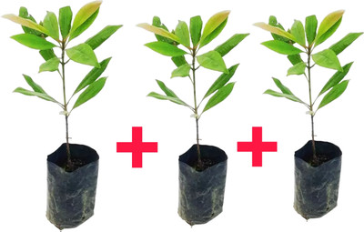 sspykrts Clove Plant(Hybrid, Pack of 3)