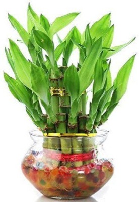 BALA PLANT CREATION Two Layer Bamboo Plant(Hybrid, Pack of 1)