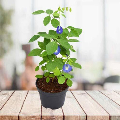 LeafLinkPlants Aparajita/ Butterfly Pea Plant(Hybrid, Pack of 1)
