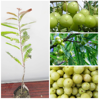 Cloud Farm Amla Plant(Hybrid, Pack of 1)