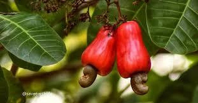 ABEFARIYA Cashew Plant(Hybrid, Pack of 1)