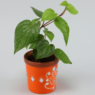 Aquinnah Graden Betel Leaf Plant(Hybrid, Pack of 1)