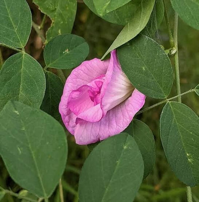 greenhousestore Aparajita/ Butterfly Pea Plant(Hybrid, Pack of 1)