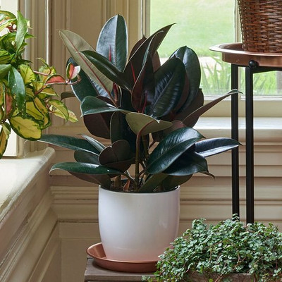 ABEFARIYA Rubber Tree(Hybrid, Pack of 1)