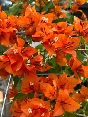 KS TRADERS Bougainvillea Plant(Hybrid, Pack of 1)