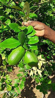 BULAPLANTHOUSE Lemon Plant(Hybrid, Pack of 1)