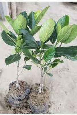 My Dream Nursery Jack Fruit Plant(Hybrid, Pack of 1)