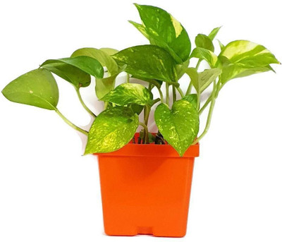 LeafLinkPlants Money Plant(Hybrid, Pack of 1)