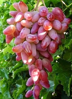 Ukanda Grapes Plant(Hybrid, Pack of 1)