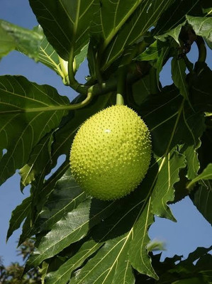 RudraECOM Breadfruit Plant(Hybrid, Pack of 1)