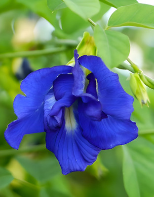 PetalPath Aparajita/ Butterfly Pea Plant(Hybrid, Pack of 1)