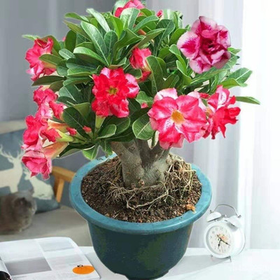 My Dream Nursery Adenium Plant(Hybrid, Pack of 1)