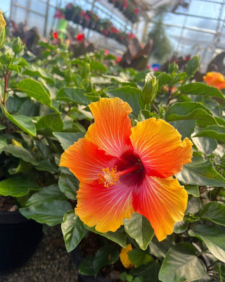 BREEZY BLOOMS Hibiscus Plant(Hybrid, Pack of 1)