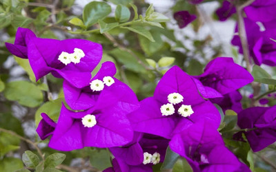 My Dream Nursery Bougainvillea Plant(Hybrid, Pack of 1)