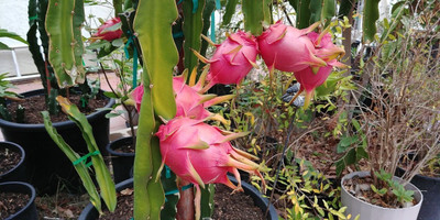 AFARTIOBINA Dragon Tree(Hybrid, Pack of 1)