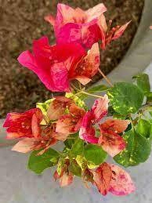 GreenyOn Bougainvillea Plant(Hybrid, Pack of 1)