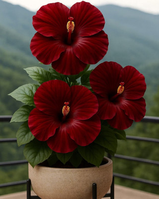 BloomShadow Hibiscus Plant(Hybrid, Pack of 2)