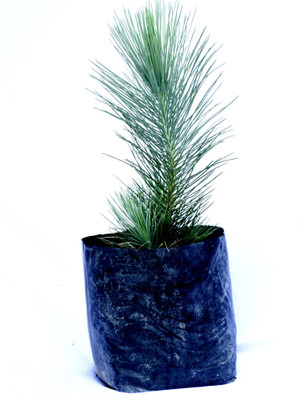 Agacha Christmas Tree Plant(Hybrid, Pack of 1)