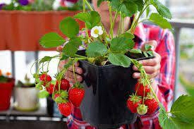 GreenyOn Strawberry Plant(Hybrid, Pack of 1)
