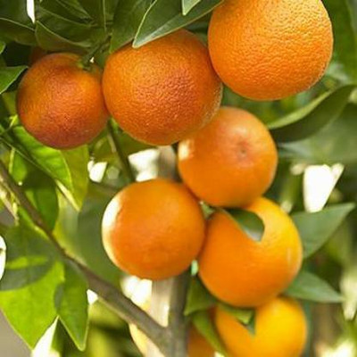 Chinese Row Sweet Grafted Orange Plant(Hybrid, Pack of 2)