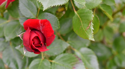 Bakuchi Rose Plant(Hybrid, Pack of 1)