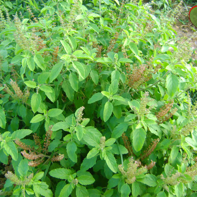 Swastik Tulasi herb seeds Seed(1000 per packet)