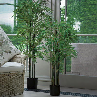 My Dream Nursery Two Layer Bamboo Plant(Hybrid, Pack of 1)
