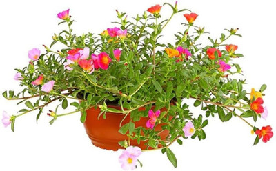 BDSresolve Desi Portulaca flower seeds pack of 57 Seed(57 per packet)