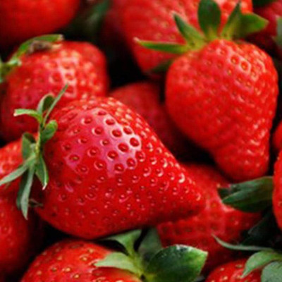 ActrovaX Heirloom Honeoye Strawberry [1gm Seeds] Seed(1 g)