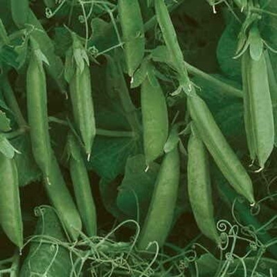 Qualtivate ICRA-7A Sugar Lace II Pea Seeds Seed(200 per packet)