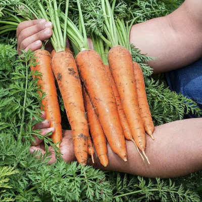 VINSIN Carrot - Orange Vegetable Seed(500 per packet)