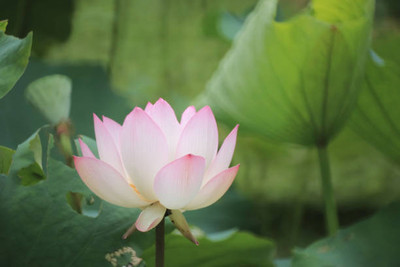Lorvox lotus,kamal seeds Seed(15 per packet)