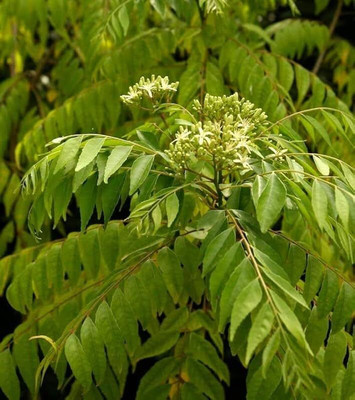 LPR KARRI PATTA Seed(11 per packet)