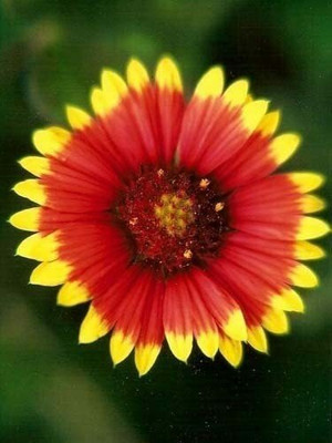 WATIKA Gaillardia Indian Blanket Nice Garden Flower Seed(20 per packet)