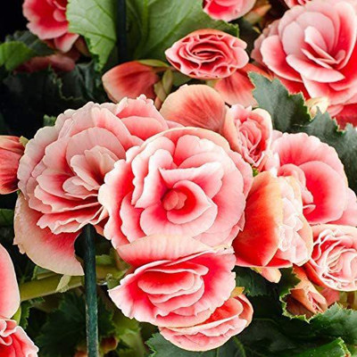 CYBEXIS NBIR-59 - Pink Begonia Flower - (90 Seeds) Seed(90 per packet)