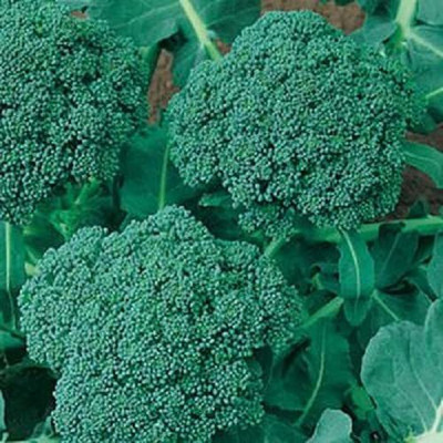 CYBEXIS LX-13 - Blue Wonder Broccoli - (1350 Seeds) Seed(1350 per packet)