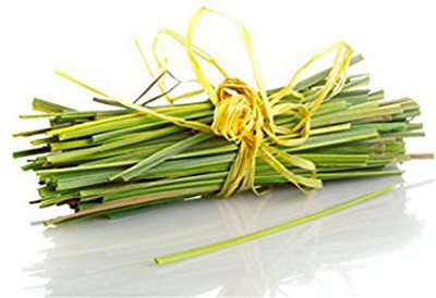 CYBEXIS XL-29 - Lemon Grass - (750 Seeds) Seed(750 per packet)