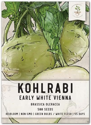 WILLVINE SYN -XVI Early White Vienna Kohlrabi Seeds [10g] Seed(3000 per packet)