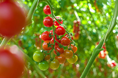VRAKSHA tomato Seed(115 per packet)