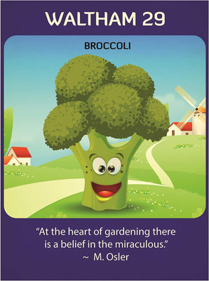 VibeX Broccoli Seed(200 per packet)