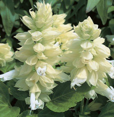 CYBEXIS SALVIA WHITE FLOWER SEEDS Seed(50 per packet)