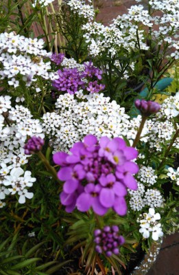 CEZIUS Candytuft- Dwarf Fairy Mixed Seed(100 per packet)