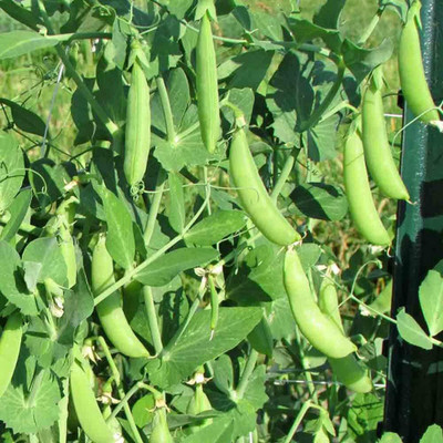 WILLVINE LX-503 Sugar Snap Pea Seeds Seed(50 per packet)