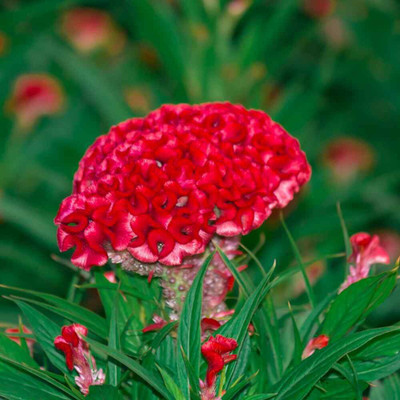 Quentova Celosia Cristata Cockscomb-11A-NDIR Seed(50 per packet)