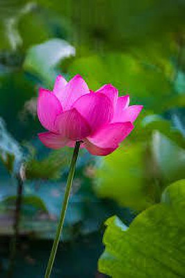 CARIBBEAN LOTUS,KAMALSEEDS Seed(6 per packet)