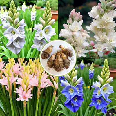 SeedsVally Tuberose/Rajnigandha Plant bulbs (Hybrid, Pack of 5) Seed(5 per packet)